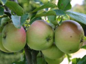 Winterapfel &#8218;Auralia&#8216;, &#8218;Tumanga&#8216;, Stamm 40-60 cm, 120-160 cm, Malus &#8218;Auralia&#8216;, &#8218;Tumanga&#8216;, Containerware