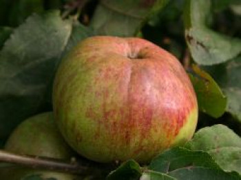 Winterapfel &#8218;Bismarckapfel&#8216;, Stamm 40-60 cm, 120-160 cm, Malus &#8218;Bismarckapfel&#8216;, Wurzelware