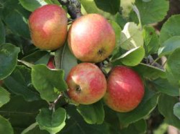 Winterapfel &#8218;Schöner aus Boskoop&#8216;, Stamm 40-60 cm, 120-140 cm, Malus domestica &#8218;Schöner aus Boskoop&#8216;, Containerware