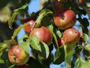 Winterapfel &#8218;Brauner Matapfel&#8216;, Stamm 40-60 cm, 120-160 cm, Malus &#8218;Brauner Matapfel&#8216;, Wurzelware