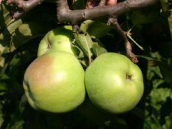 Winterapfel &#8218;Brettacher Gewürzapfel&#8216;, Stamm 40-60 cm, 120-140 cm, Malus &#8218;Brettacher Gewürzapfel&#8216;, Containerware