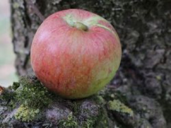 Winterapfel &#8218;Celler Dickstiel&#8216;, &#8218;Krügers Dickstiel&#8216;, Stamm 40-60 cm, 120-160 cm, Malus &#8218;Celler Dickstiel&#8216;, &#8218;Krügers Dickstiel&#8216;, Containerware