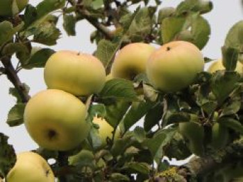 Winterapfel &#8218;Champagnerrenette&#8216;, Stamm 40-60 cm, 120-140 cm, Malus &#8218;Champagnerrenette&#8216;, Containerware