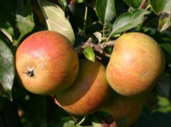 Herbstapfel &#8218;Cox Orange&#8216; Renette, Stamm 40-60 cm, 120-160 cm, Malus &#8218;Cox Orange&#8216; Renette, Containerware