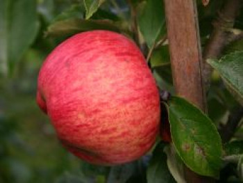 Winterapfel &#8218;Cox Pomona&#8216;, Stamm 40-60 cm, 120-160 cm, Malus &#8218;Cox Pomona&#8216;, Wurzelware