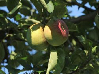 Winterapfel &#8218;Doberaner Renette&#8216;, Stamm 40-60 cm, 120-160 cm, Malus &#8218;Doberaner Renette&#8216;, Containerware