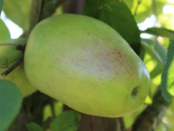 Winterapfel &#8218;Echter Prinzenapfel&#8216; / &#8218;Hasenkopf&#8216;, Stamm 40-60 cm, 120-160 cm, Malus domestica &#8218;Echter Prinzenapfel&#8216; / &#8218;Hasenkopf&#8216;, Containerware