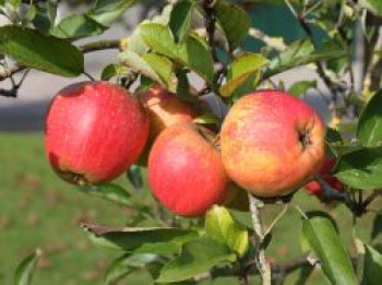 Winterapfel &#8218;Finkenwerder Herbstprinz&#8216; / &#8218;Roter Hasenkopf&#8216;, Stamm 40-60 cm, 120-160 cm, Malus &#8218;Finkenwerder Herbstprinz&#8216; / &#8218;Roter Hasenkopf&#8216;, Containerware