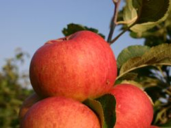 Winterapfel &#8218;Französische Goldrenette&#8216;, Stamm 40-60 cm, 120-160 cm, Malus &#8218;Französische Goldrenette&#8216;, Wurzelware