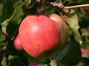 Winterapfel &#8218;Fürst Bismarck&#8216;, Stamm 40-60 cm, 120-160 cm, Malus &#8218;Fürst Bismarck&#8216;, Wurzelware