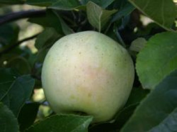 Winterapfel &#8218;Fürst Blücher&#8216;, Stamm 40-60 cm, 120-160 cm, Malus &#8218;Fürst Blücher&#8216;, Wurzelware