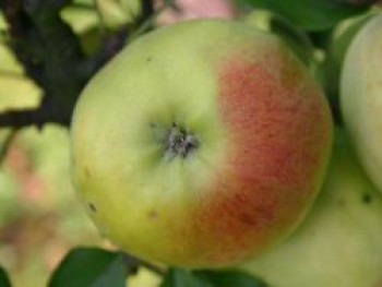 Winterapfel &#8218;Geheimrat Breuhahn&#8216;, Stamm 40-60 cm, 120-160 cm, Malus &#8218;Geheimrat Breuhahn&#8216;, Wurzelware