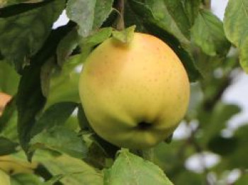 Winterapfel 'Gelber Bellefleur', 'Blumenkalvill', Stamm 40-60 cm, 120-160 cm, Malus 'Gelber Bellefleur', 'Blumenkalvill', Stämmchen