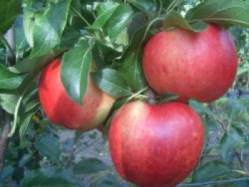 Winterapfel &#8218;Gewürzluikenapfel&#8216;, Stamm 40-60 cm, 120-160 cm, Malus &#8218;Gewürzluikenapfel&#8216;, Containerware