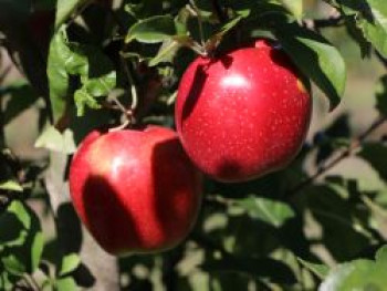 Winterapfel &#8218;Gloster&#8216; (69), Stamm 40-60 cm, 120-160 cm, Malus &#8218;Gloster&#8216; (69), Containerware