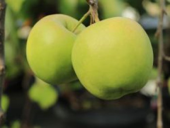 Winterapfel &#8218;Golden Delicious&#8216;, Stamm 40-60 cm, 120-160 cm, Malus &#8218;Golden Delicious&#8216;, Containerware