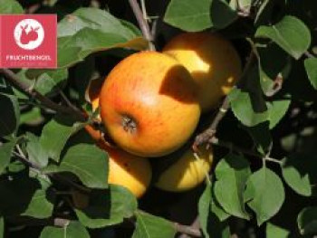 Winterapfel FRUCHTBENGEL ® 'Goldparmäne', Stamm 40-60 cm, 100-125 cm, Malus FRUCHTBENGEL ® 'Goldparmäne', Stämmchen