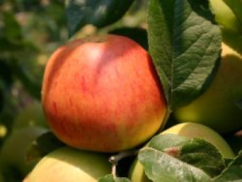 Winterapfel &#8218;Goldparmäne&#8216;, Stamm 40-60 cm, 120-160 cm, Malus &#8218;Goldparmäne&#8216;, Containerware