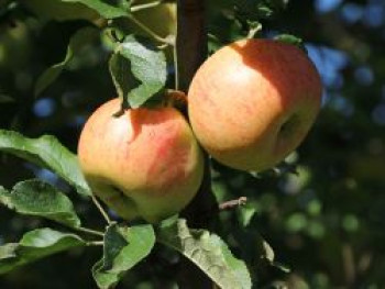 Winterapfel &#8218;Goldrenette Freiherr von Berlepsch&#8216;, Stamm 40-60 cm, 120-160 cm, Malus &#8218;Goldrenette Freiherr von Berlepsch&#8216;, Wurzelware