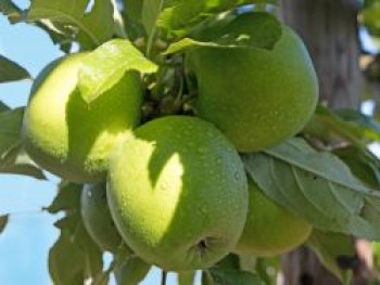 Winterapfel &#8218;Granny Smith&#8216;, Stamm 40-60 cm, 120-140 cm, Malus &#8218;Granny Smith&#8216;, Containerware