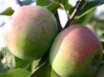 Winterapfel &#8218;Grünapfel&#8216;, Stamm 40-60 cm, 120-160 cm, Malus &#8218;Grünapfel&#8216;, Wurzelware