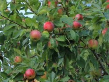 Winterapfel &#8218;Herma&#8216;, Stamm 40-60 cm, 120-160 cm, Malus &#8218;Herma&#8216;, Wurzelware