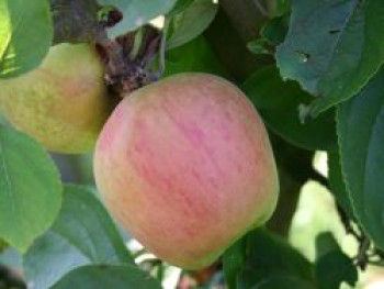 Winterapfel &#8218;Hildesheimer Goldrenette&#8216;, Stamm 40-60 cm, 120-160 cm, Malus &#8218;Hildesheimer Goldrenette&#8216;, Wurzelware