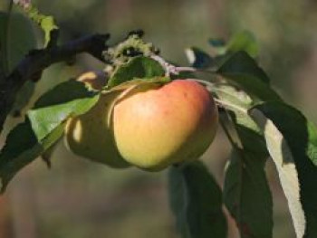 Winterapfel &#8218;Horneburger Pfannkuchenapfel&#8216;, Stamm 40-60 cm, 120-160 cm, Malus &#8218;Horneburger Pfannkuchenapfel&#8216;, Containerware