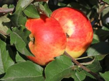 Winterapfel &#8218;Idared&#8216;, Stamm 40-60 cm, 120-140 cm, Malus &#8218;Idared&#8216;, Containerware