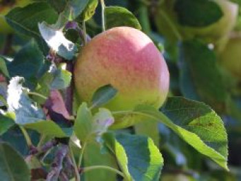 Winterapfel &#8218;Johannes Böttner&#8216;, Stamm 40-60 cm, 120-160 cm, Malus &#8218;Johannes Böttner&#8216;, Containerware