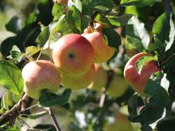 Winterapfel 'Jonagold' ®, 60-80 cm, Malus 'Jonagold' ®, Containerware