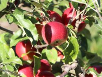 Winterapfel &#8218;Jonagold Red&#8216;, Stamm 40-60 cm, 120-160 cm, Malus &#8218;Jonagold Red&#8216;, Containerware