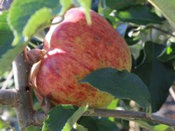 Winterapfel &#8218;Jonagored&#8216; ®, Stamm 40-60 cm, 120-160 cm, Malus &#8218;Jonagored&#8216; ®, Containerware