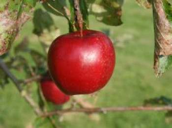 Winterapfel &#8218;Jonathan&#8216; / &#8218;Roter Jonathan&#8216;, Stamm 40-60 cm, 120-140 cm, Malus &#8218;Roter Jonathan&#8216; /  &#8218;Roter Jonathan Watson&#8216;, Containerware