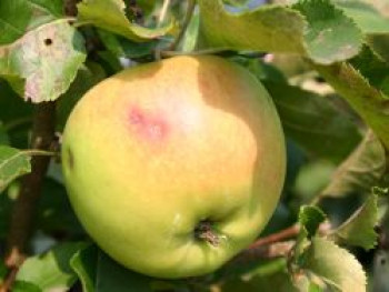 Winterapfel &#8218;Jonica&#8216;, Stamm 40-60 cm, 120-160 cm, Malus &#8218;Jonica&#8216;, Wurzelware