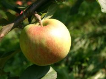 Winterapfel &#8218;Kaiser Wilhelm&#8216;, Stamm 40-60 cm, 120-160 cm, Malus &#8218;Kaiser Wilhelm&#8216;, Containerware