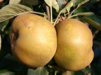 Winterapfel &#8218;Kanadarenette&#8216;, Stamm 40-60 cm, 120-160 cm, Malus &#8218;Kanadarenette&#8216;, Containerware