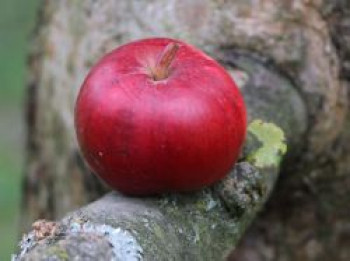 Winterapfel &#8218;Kardinal&#8216;, &#8218;Blutroter Kardinal&#8216;, Stamm 40-60 cm, 120-160 cm, Malus &#8218;Kardinal&#8216;, &#8218;Blutroter Kardinal&#8216;, Containerware