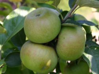 Winterapfel 'Königlicher Kurzstiel', Stamm 40-60 cm, 120-160 cm, Malus 'Königlicher Kurzstiel', Containerware