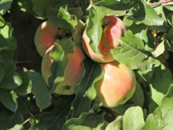 Winterapfel &#8218;Korbiniansapfel&#8216;, Stamm 40-60 cm, 120-160 cm, Malus &#8218;Korbiniansapfel&#8216;, Containerware