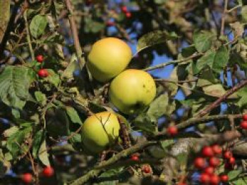 Winterapfel &#8218;Landsberger Renette&#8216;, Stamm 40-60 cm, 120-160 cm, Malus &#8218;Landsberger Renette&#8216;, Containerware