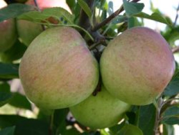 Winterapfel &#8218;Laxtons Superb&#8216;, Stamm 40-60 cm, 120-160 cm, Malus &#8218;Laxtons Superb&#8216;, Containerware