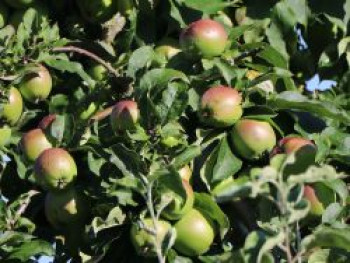 Winterapfel &#8218;London Pepping&#8216;, Stamm 40-60 cm, 120-160 cm, Malus &#8218;London Pepping&#8216;, Wurzelware