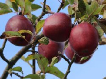 Winterapfel &#8218;Macoun&#8216;, Stamm 40-60 cm, 120-160 cm, Malus &#8218;Macoun&#8216;, Containerware