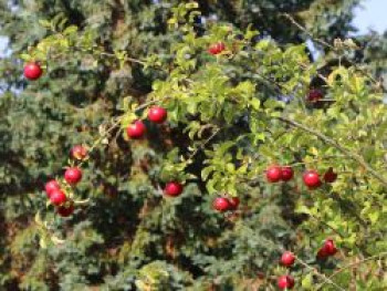 Winterapfel &#8218;Mars&#8216; ®, Stamm 40-60 cm, 120-140 cm, Malus &#8218;Mars&#8216; ®, Containerware