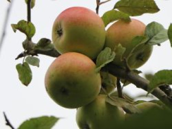 Winterapfel 'Martini', Stamm 40-60 cm, 120-160 cm, Malus 'Martini', Containerware