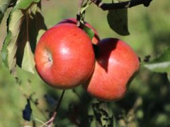 Winterapfel &#8218;Melrose&#8216;, Stamm 40-60 cm, 120-140 cm, Malus &#8218;Melrose&#8216;, Containerware