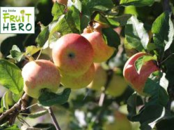 Winterapfel my little Fruit Hero ® &#8218;Jonagold&#8216;, Stamm 40-60 cm, 120-160 cm, Malus my little Fruit Hero ® &#8218;Jonagold&#8216;, Stämmchen