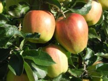 Winterapfel 'Nathusius Taubenapfel', Stamm 40-60 cm, 120-160 cm, Malus 'Nathusius Taubenapfel', Containerware