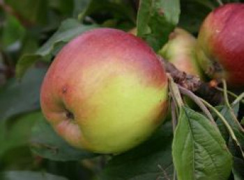 Winterapfel &#8218;Öhringer Blutstreifling&#8216;, Stamm 40-60 cm, 120-160 cm, Malus &#8218;Öhringer Blutstreifling&#8216;, Wurzelware